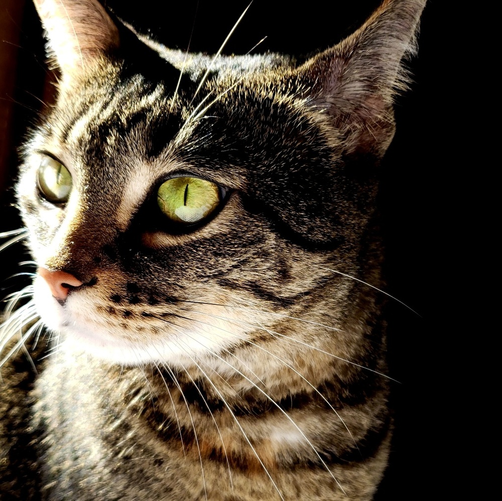 Meet your Posher, FIAAAA!!🏳️‍🌈🏳️‍🌈